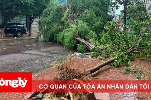 Bình Định: Cây cối ngã đổ do ảnh hưởng của bão số 9