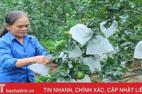 Nông dân Vũ Quang thu hoạch sớm, chống đỡ cây cam 'chạy' bão số 9