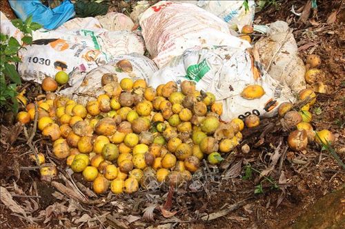 Mưa lớn dài ngày khiến cam ở Hà Tĩnh rụng hàng loạt