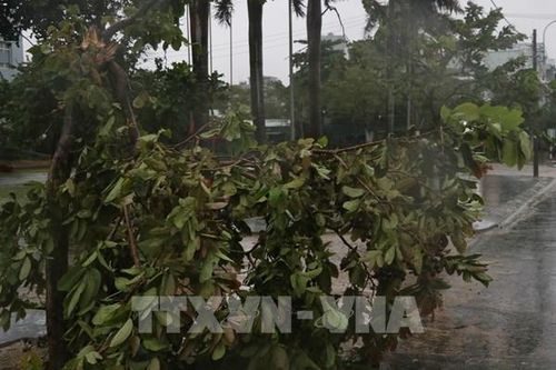 Phú Yên mưa rất to, nhiều cây xanh ngã đổ, 38 xã đang mất điện