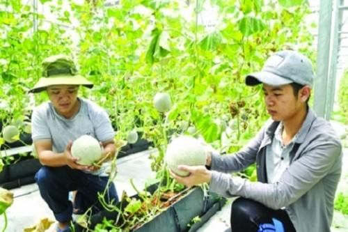 Thúc đẩy chất lượng xuất khẩu rau quả sang thị trường Trung Quốc