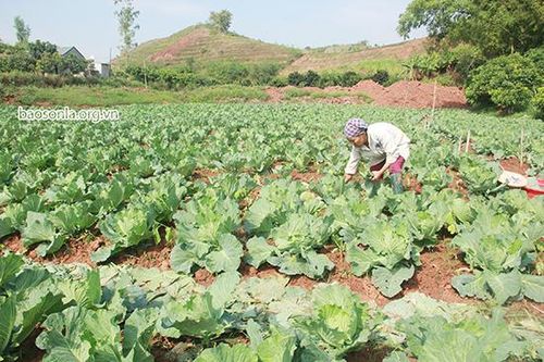 Yên Châu chung sức xây dựng nông thôn mới