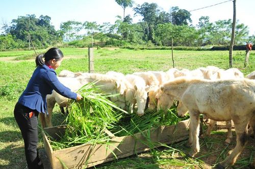 Chuyện về những cán bộ xã làm kinh tế giỏi ở Khau Tinh