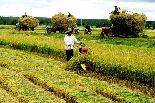 Đa dạng hóa thu nhập và vai trò các hoạt động phi nông nghiệp của nông hộ ở vùng đồng bằng sông Cửu Long