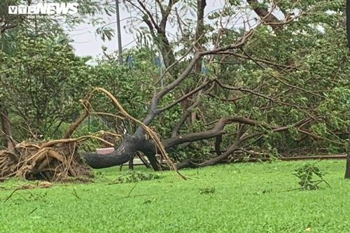 Gió rít liên hồi quật ngã hàng loạt cây xanh ở Đà Nẵng, Quảng Nam