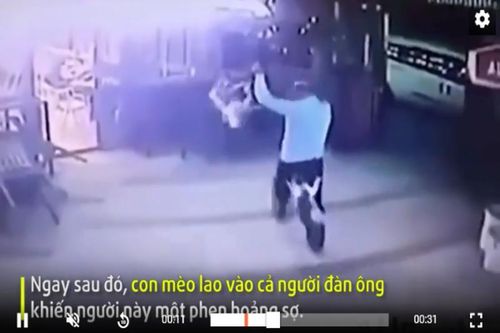 Người đàn ông dắt theo chó bị mèo tấn công