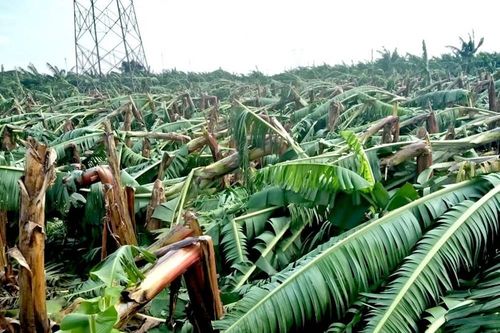 Gia Lai - Kon Tum tan hoang sau bão số 9