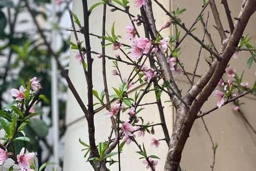 Năm nay rất lạ: Đào rừng nở giữa thu, Hà thành tới tấp đặt mua