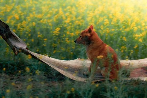 Phim 'Cậu vàng' lộ diện sau ồn ào chọn 'diễn viên chó'