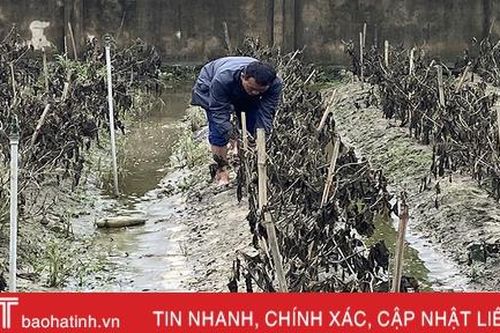 Vựa rau lớn nhất Hà Tĩnh tan hoang sau mưa lũ