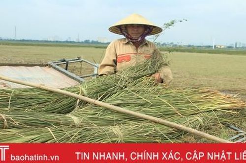'Ốc đảo' Hồng Lam hư hại gần 100 tấn cói