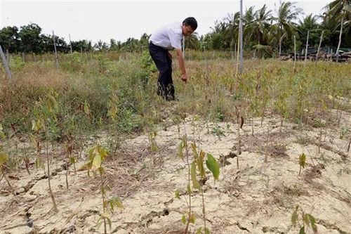 Giải pháp phát triển bền vững ĐBSCL trong bối cảnh biến đổi khí hậu