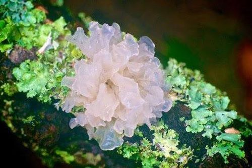 Cô gái 28 tuổi bị ung thư do ăn canh dưỡng nhan
