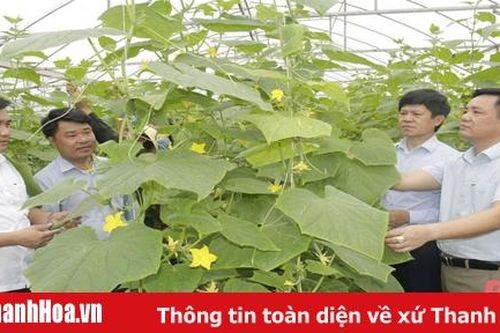 Kinh tế tập thể - 5 năm nhìn lại