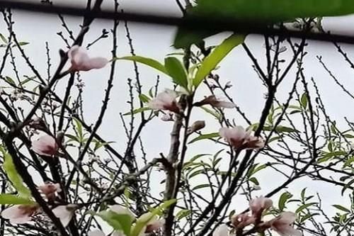 Đào rừng xuống phố, dân chơi săn tìm mặc kệ giá cả