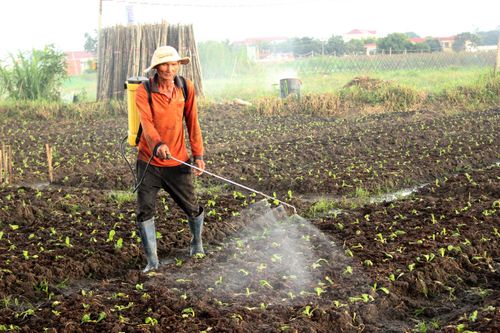 Gia Lai: Siết chặt quản lý chất lượng nông sản, thực phẩm