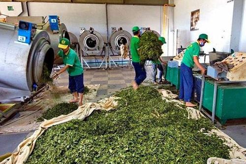 Công nghiệp chế biến gắn với vùng nguyên liệu ở Lâm Hà