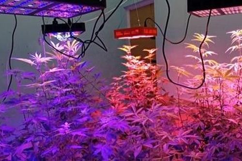 Hai con nghiện trồng trồng cần sa trong nhà vệ sinh