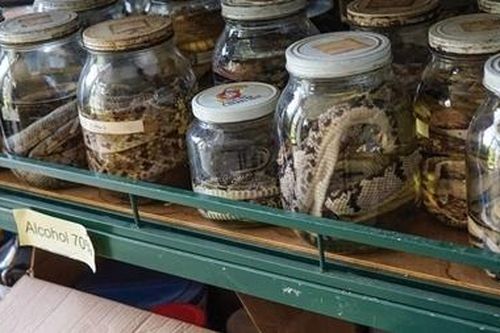 Bên trong nơi sản xuất thuốc chữa rắn cắn lớn nhất thế giới