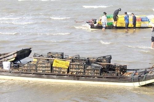Liên tiếp bắt giữ 4 vụ vận chuyển trái phép số lượng lớn gia cầm giống, trứng gia cầm qua biên giới