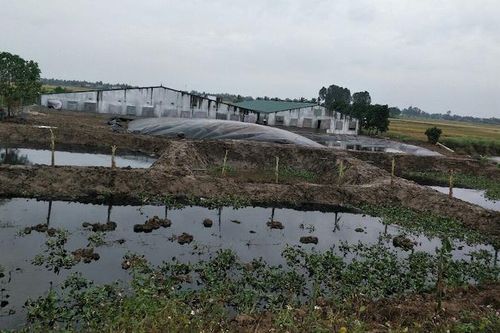 Hải Phòng: Khắc phục hậu quả ô nhiễm môi trường từ các trang trại chăn nuôi