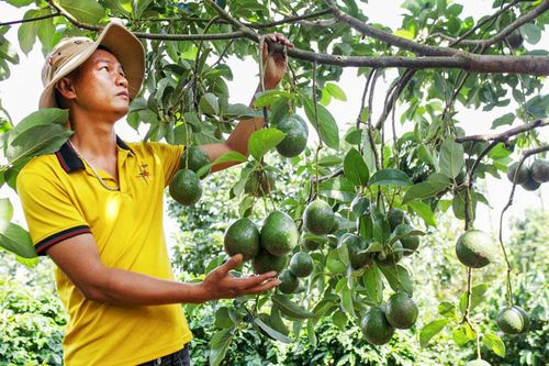 Nỗi lo từ việc phát triển nóng cây bơ (bài 1)