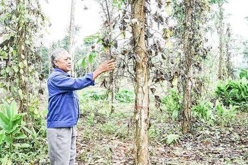 Khắc phục tình trạng ngập úng trên cây hồ tiêu