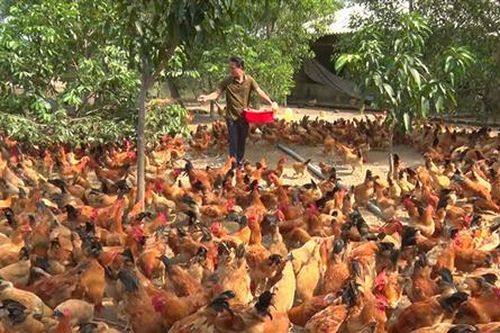 Xây dựng thương hiệu gà Cùa từ mô hình nuôi gà thả vườn
