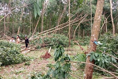 Hướng Hóa: Hơn 25 ha cao su ở xã A Dơi bị bật gốc, gãy đổ