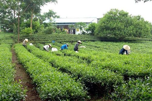 Thúc đẩy sản xuất chè an toàn theo hướng hữu cơ