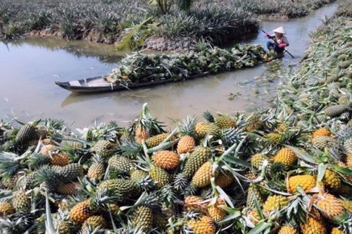 Hậu Giang mời gọi trải nghiệm khám phá thiên nhiên