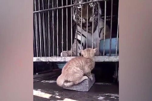 Hổ hết hồn vì bị mèo dọa đánh