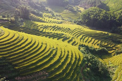 Ngắm ruộng bậc thang vàng rực mùa lúa chín ở Quảng Ninh