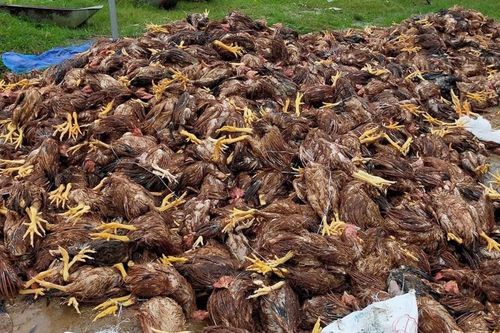 Đàn gà 10.000 con của nông dân mất trắng sau lũ ở Nghệ An