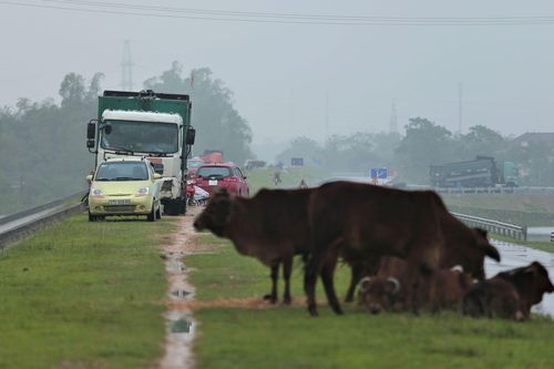 Dắt trâu, đưa ôtô lên đê đi chạy lũ