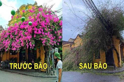 CĐM tiếc 'hùi hụi' giàn hoa giấy Hội An đổ sập sau bão