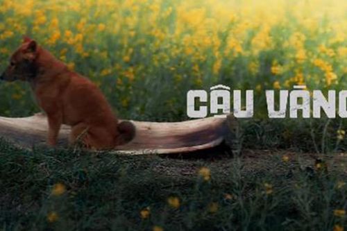 Phim 'Cậu Vàng': Chọn chó Nhật hay chó ta... có nên tranh cãi?