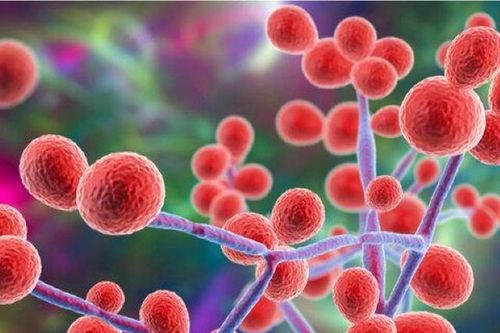 Siêu vi khuẩn lây lan trong bệnh viện điều trị Covid-19