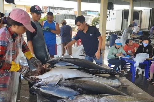 Quyết liệt hơn để gỡ 'thẻ vàng' IUU cho hải sản
