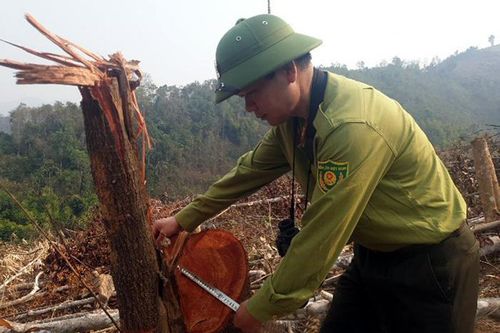 Sớm ngăn chặn tình trạng phá rừng sau quy hoạch