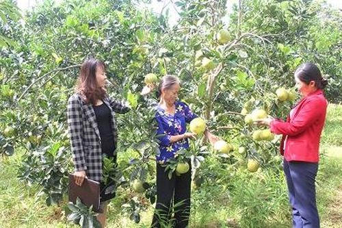 Cây bưởi trên đất rừng Thanh Sơn