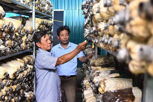 Hiệu quả từ những mô hình sản xuất nông nghiệp