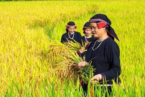 Cao Đường 'Sa Pa' của Hàm Yên