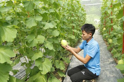 Giúp nông dân sản xuất theo hướng an toàn