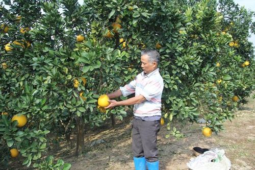 Lan tỏa phong trào thi đua yêu nước trong các cấp Hội Nông dân