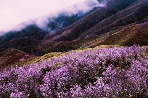 Tím lịm hoa Chi Pâu trên thiên đường mây Tà Chì Nhù