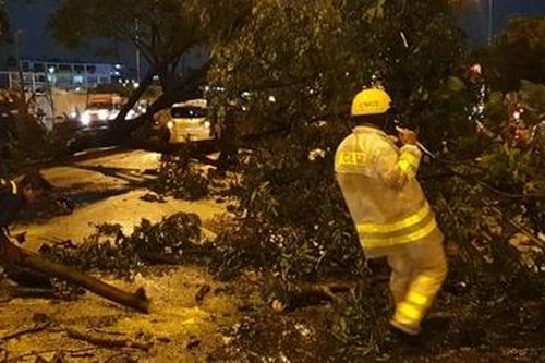 Cây xanh bật gốc đổ 'liên hoàn' trong cơn mưa