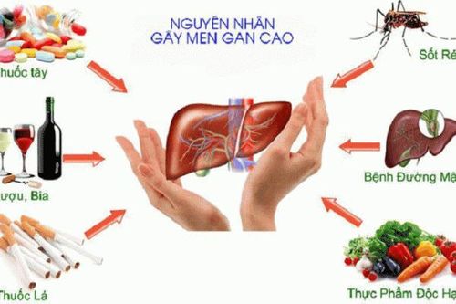 Nên làm gì khi men gan cao?