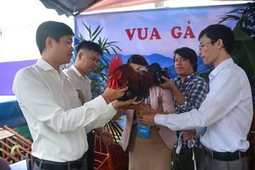 Độc đáo cuộc thi 'sắc đẹp' của gà Tiên Yên