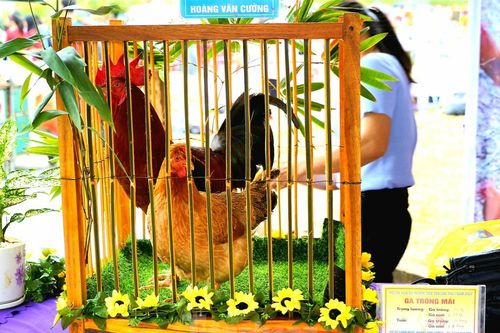 Độc đáo cuộc thi 'vua gà Tiên Yên'
